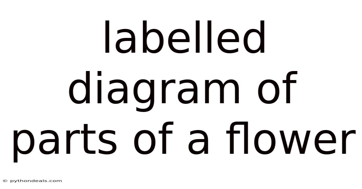 Labelled Diagram Of Parts Of A Flower