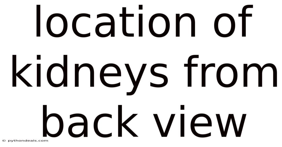 Location Of Kidneys From Back View