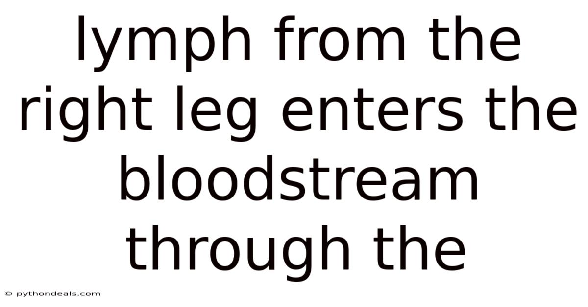 Lymph From The Right Leg Enters The Bloodstream Through The