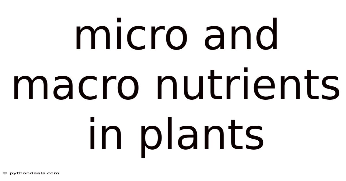 Micro And Macro Nutrients In Plants