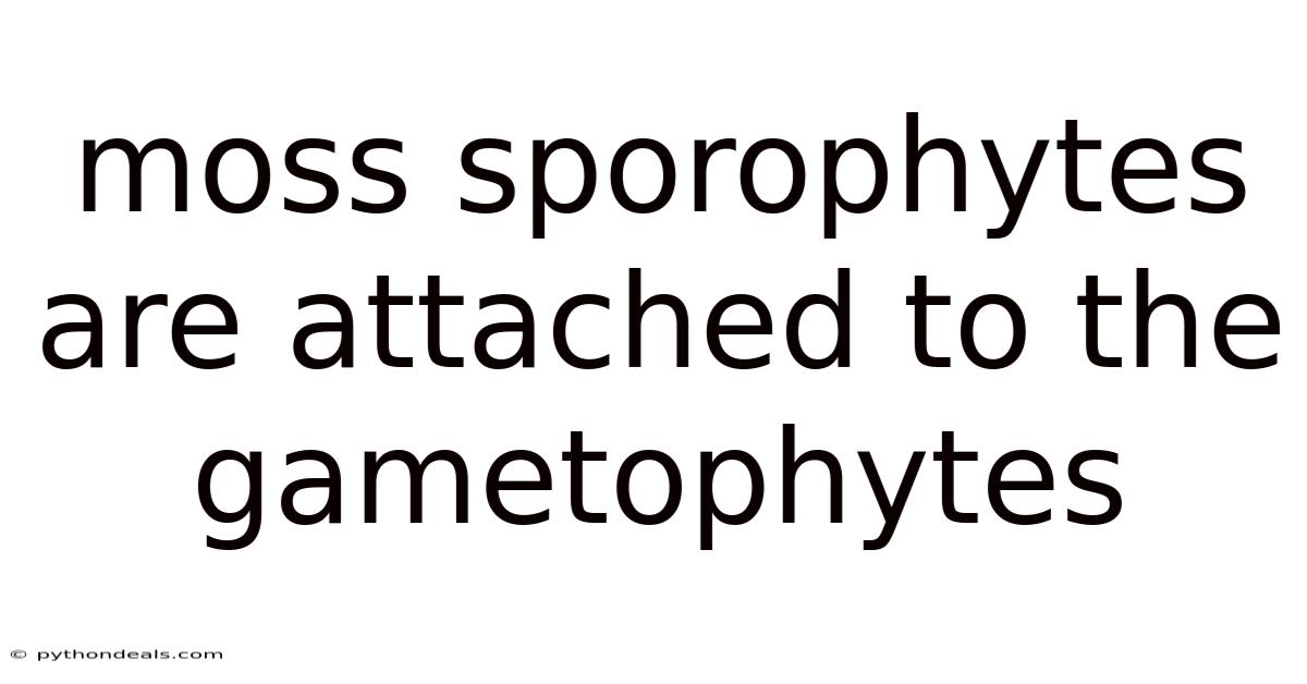 Moss Sporophytes Are Attached To The Gametophytes
