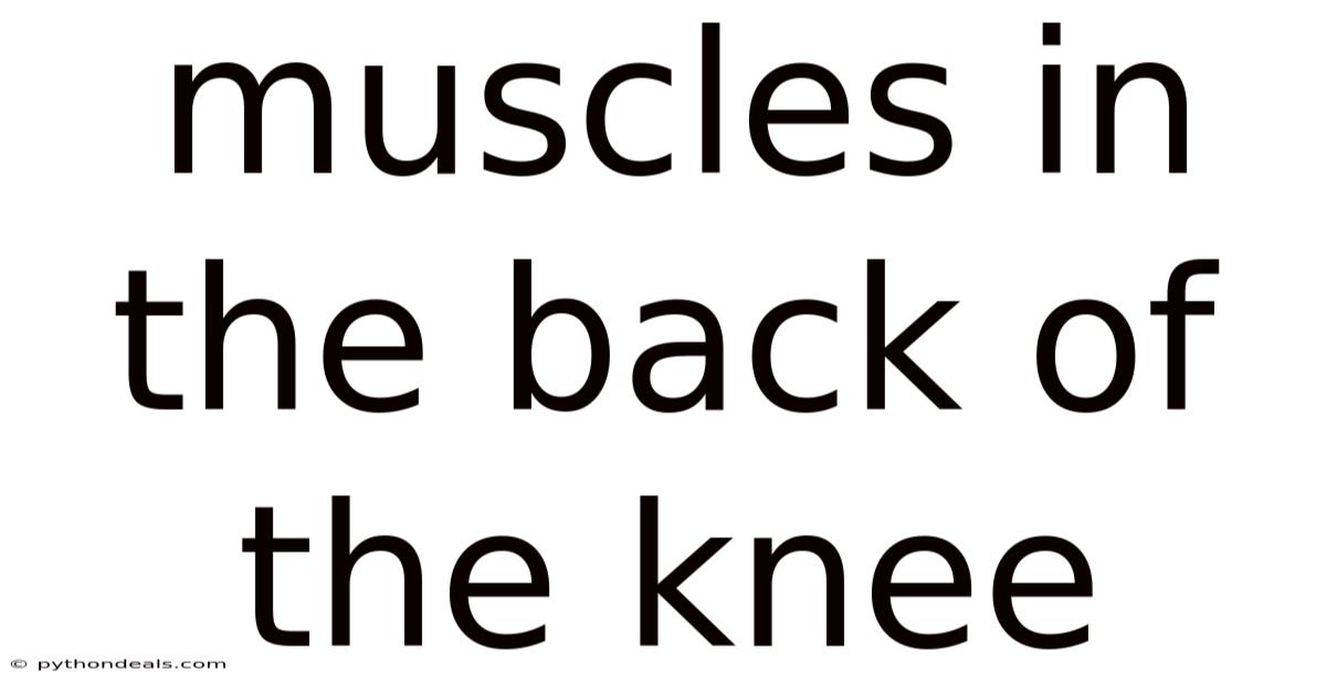 Muscles In The Back Of The Knee