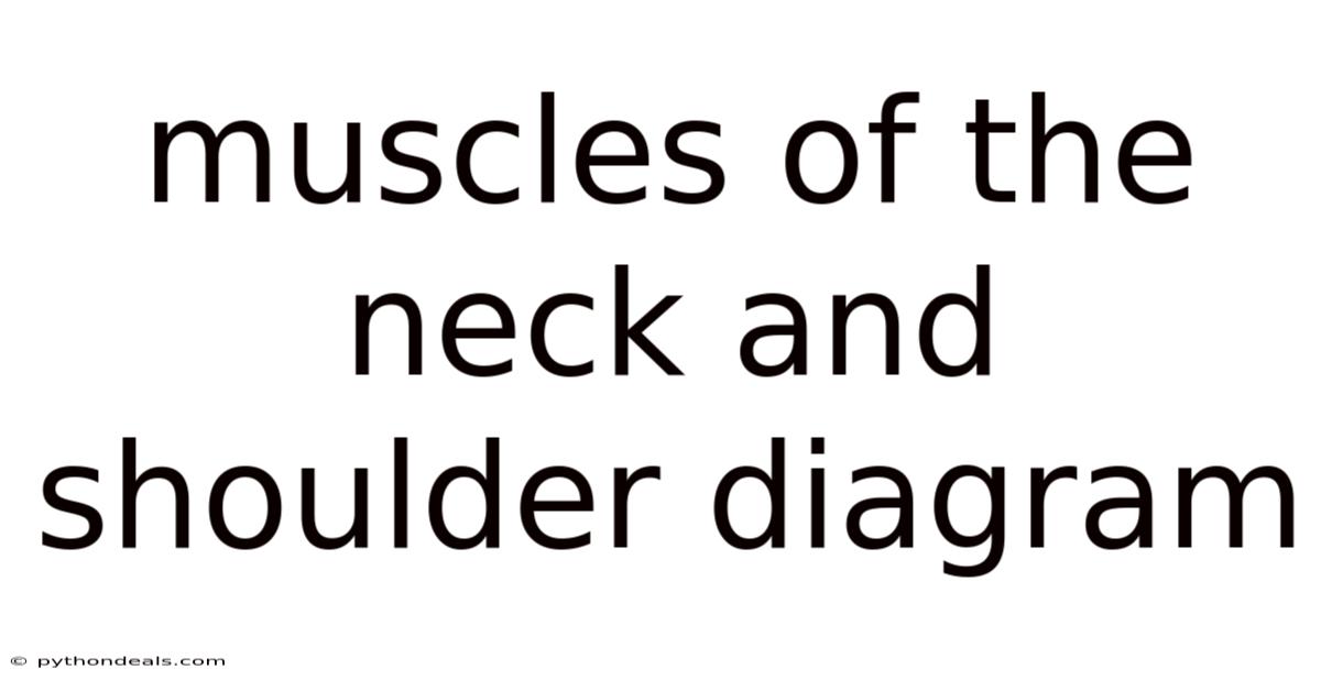 Muscles Of The Neck And Shoulder Diagram