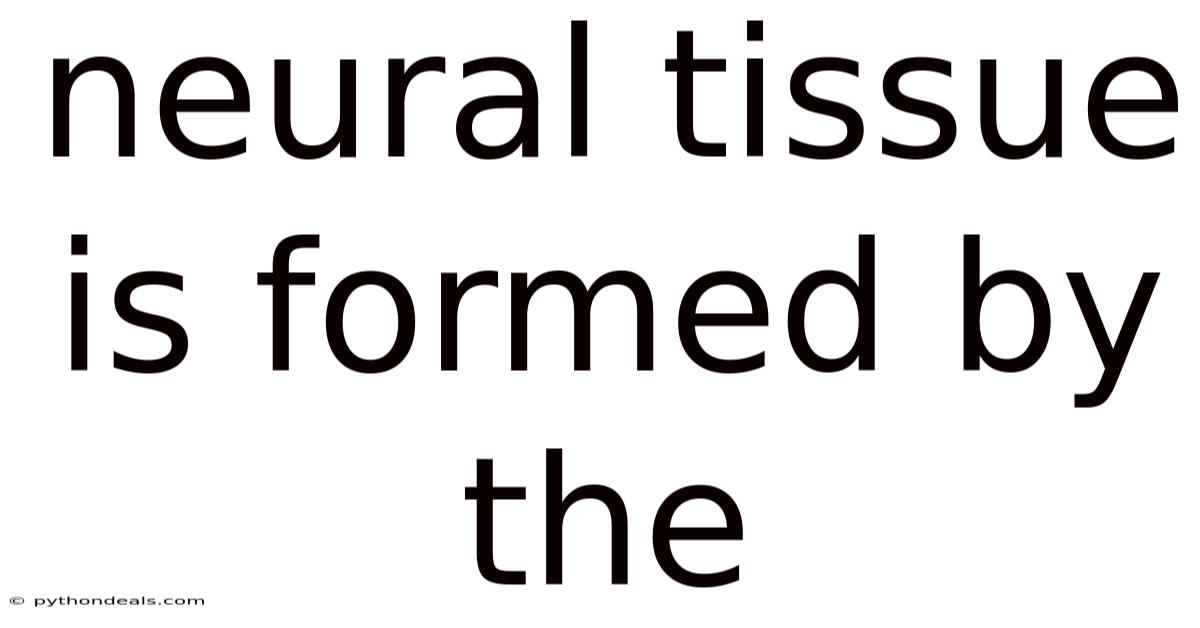 Neural Tissue Is Formed By The