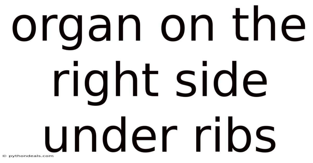 Organ On The Right Side Under Ribs
