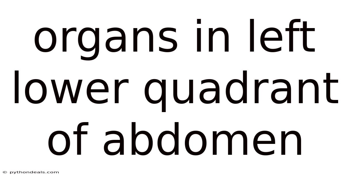 Organs In Left Lower Quadrant Of Abdomen