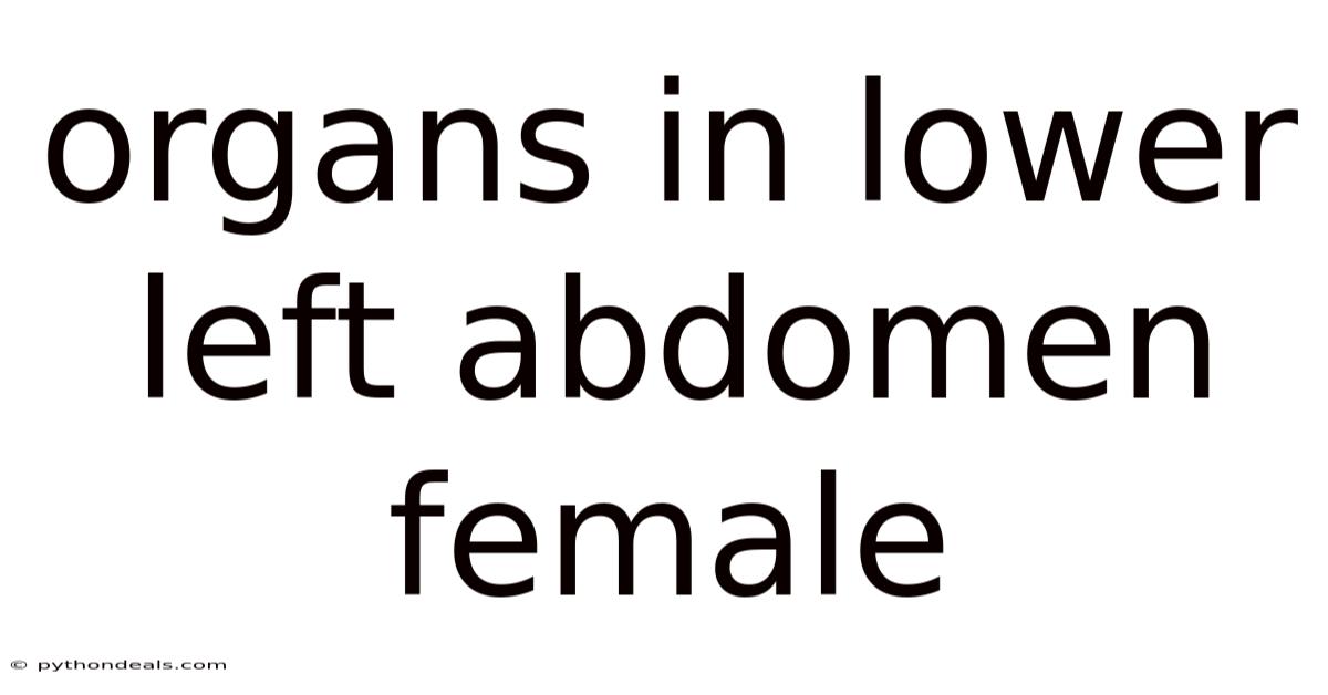 Organs In Lower Left Abdomen Female