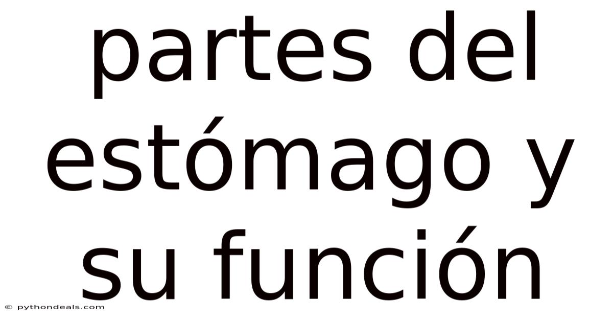 Partes Del Estómago Y Su Función