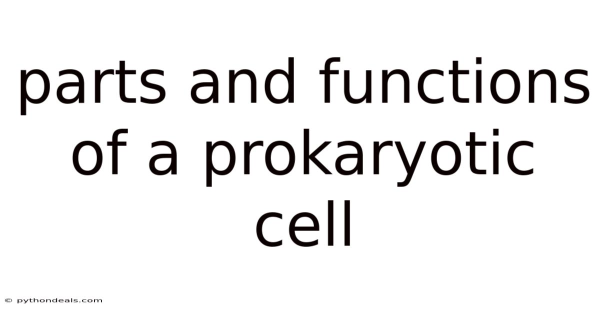 Parts And Functions Of A Prokaryotic Cell