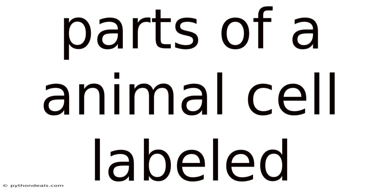 Parts Of A Animal Cell Labeled