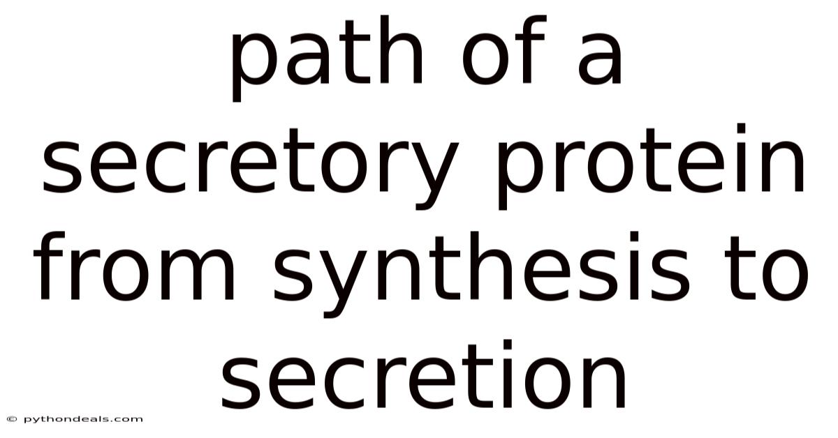 Path Of A Secretory Protein From Synthesis To Secretion