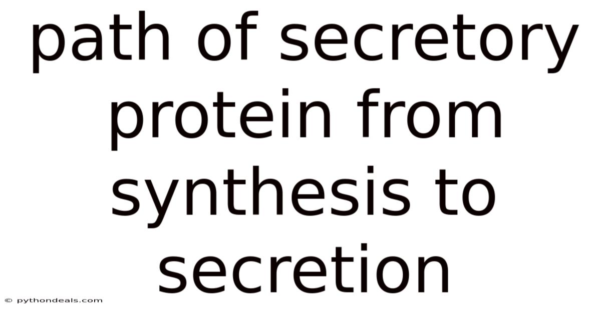 Path Of Secretory Protein From Synthesis To Secretion