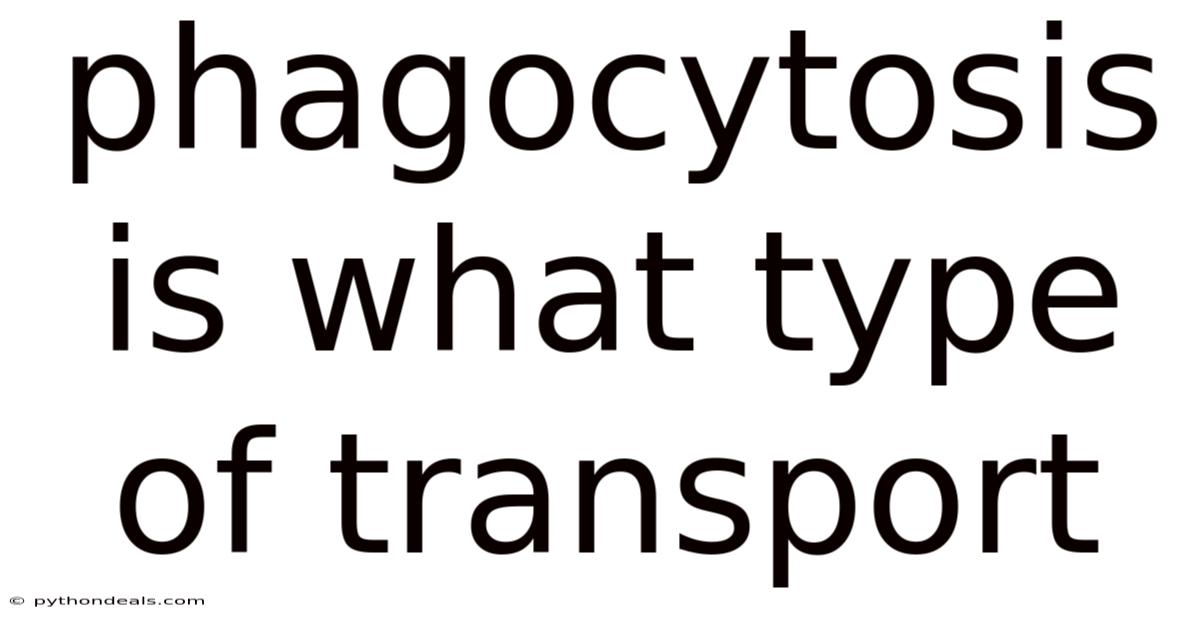 Phagocytosis Is What Type Of Transport