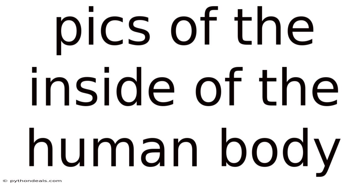 Pics Of The Inside Of The Human Body