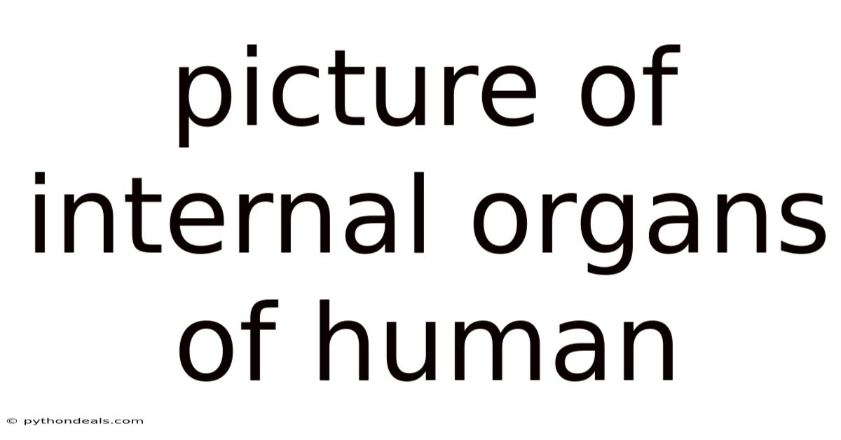 Picture Of Internal Organs Of Human