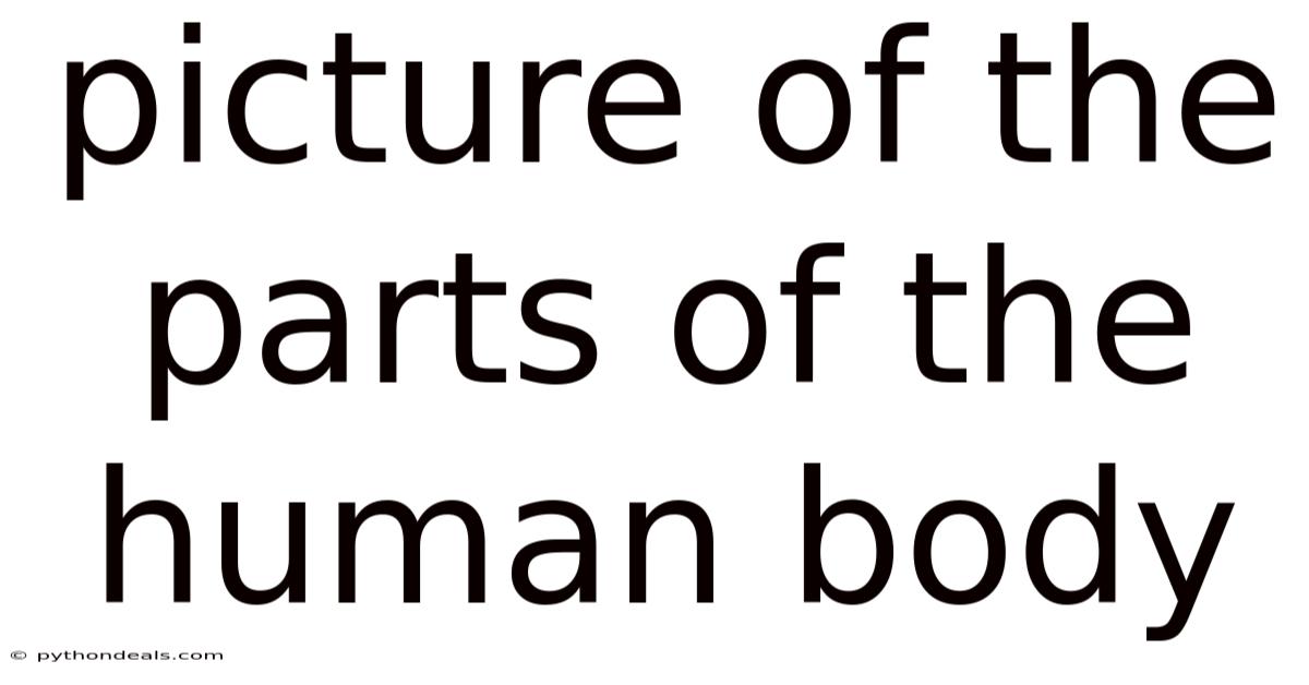 Picture Of The Parts Of The Human Body