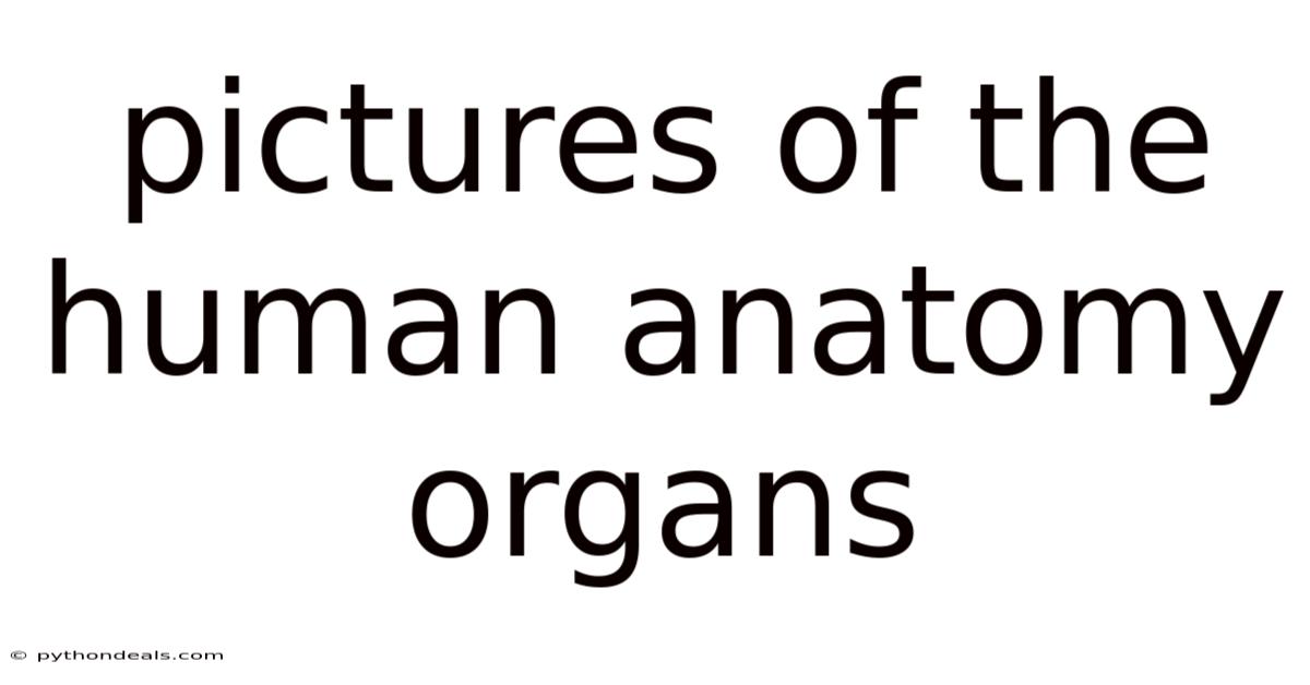 Pictures Of The Human Anatomy Organs