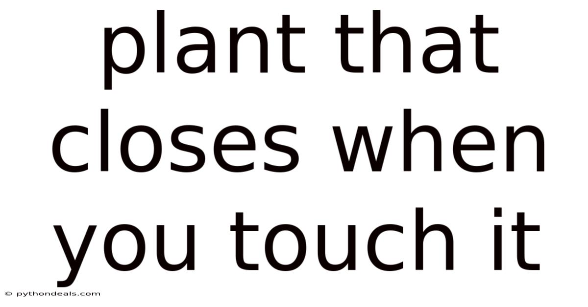 Plant That Closes When You Touch It