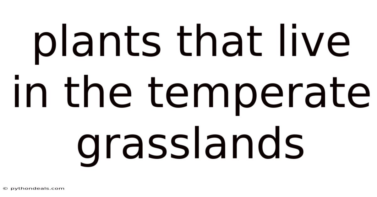 Plants That Live In The Temperate Grasslands