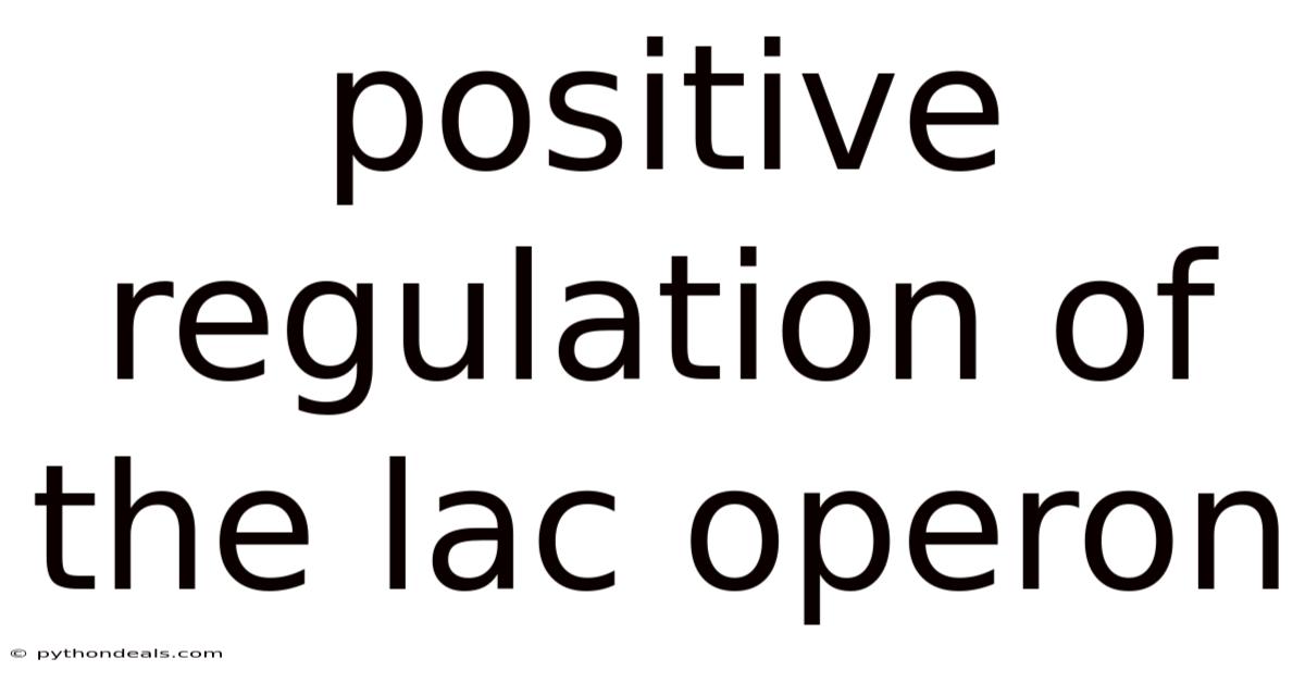 Positive Regulation Of The Lac Operon