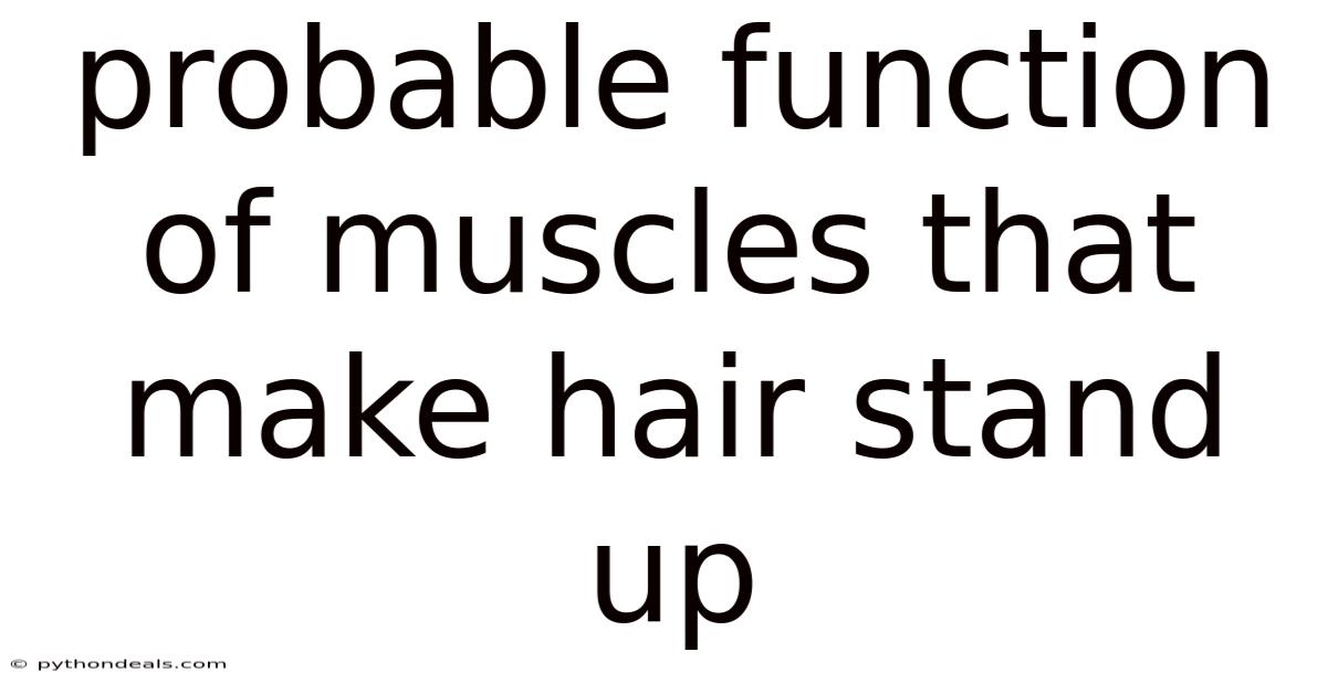 Probable Function Of Muscles That Make Hair Stand Up