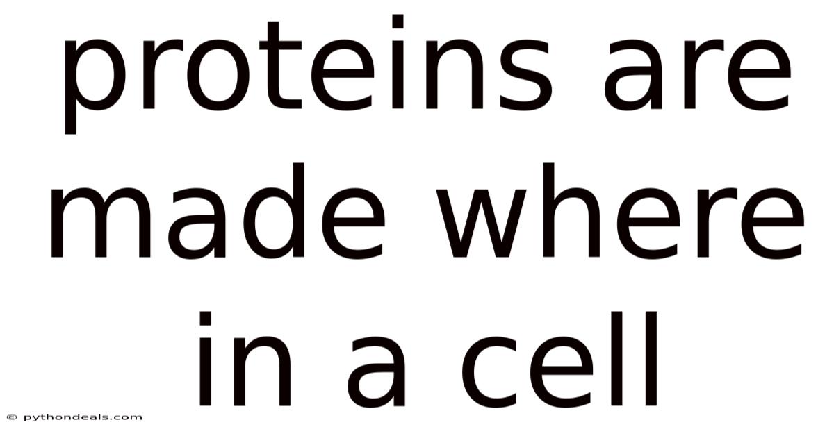 Proteins Are Made Where In A Cell