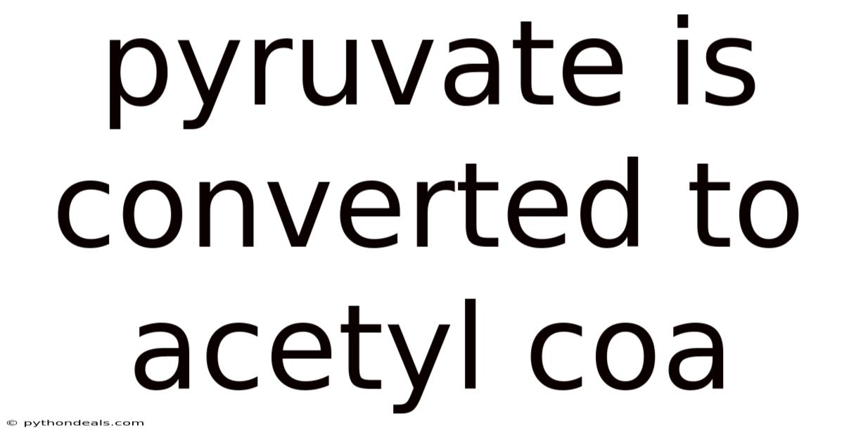 Pyruvate Is Converted To Acetyl Coa