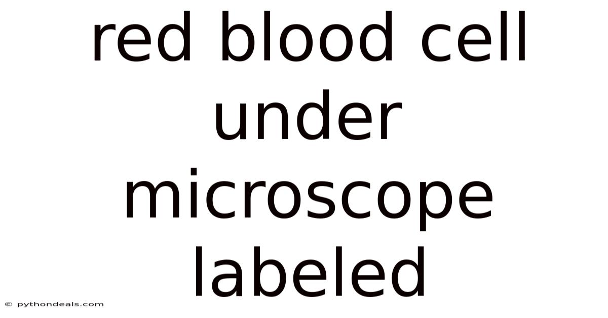 Red Blood Cell Under Microscope Labeled