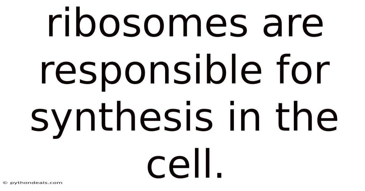 Ribosomes Are Responsible For Synthesis In The Cell.