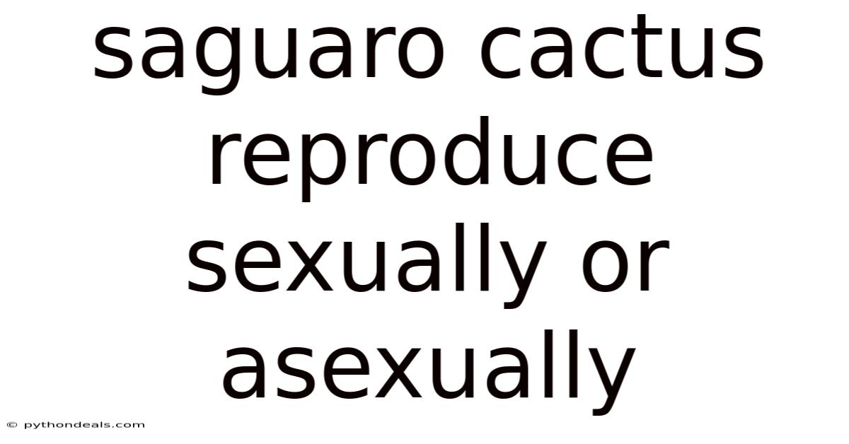 Saguaro Cactus Reproduce Sexually Or Asexually