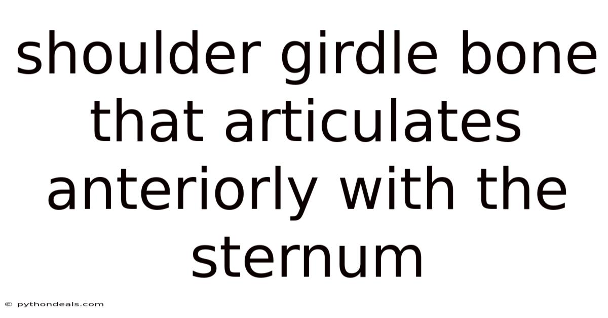Shoulder Girdle Bone That Articulates Anteriorly With The Sternum