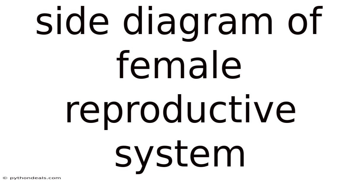 Side Diagram Of Female Reproductive System