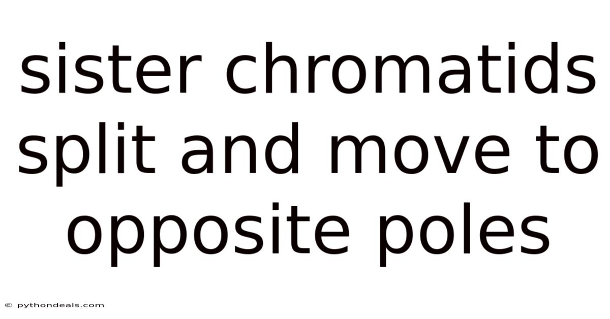 Sister Chromatids Split And Move To Opposite Poles