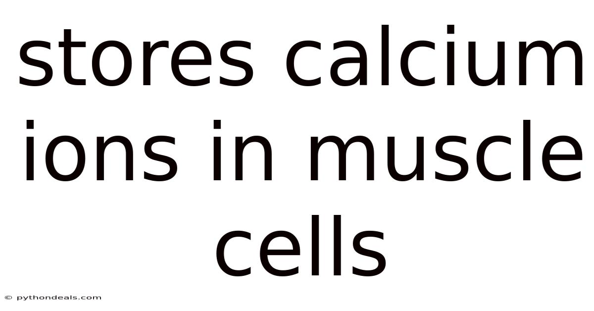 Stores Calcium Ions In Muscle Cells