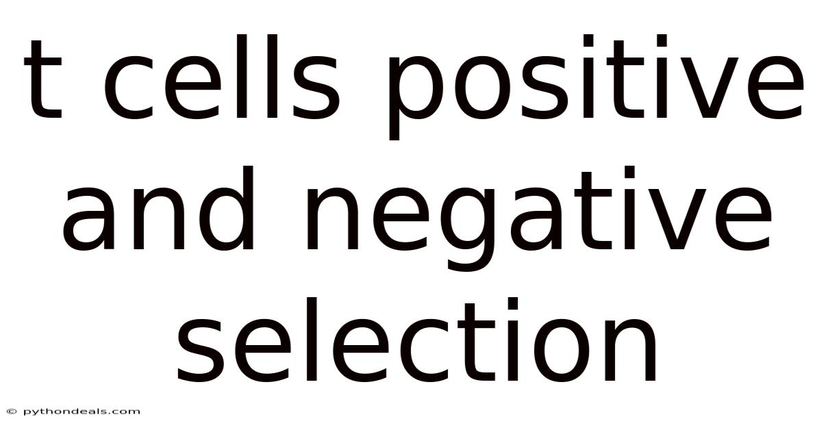 T Cells Positive And Negative Selection