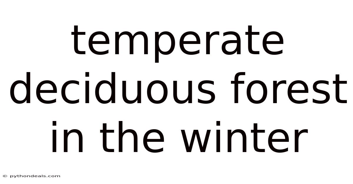 Temperate Deciduous Forest In The Winter