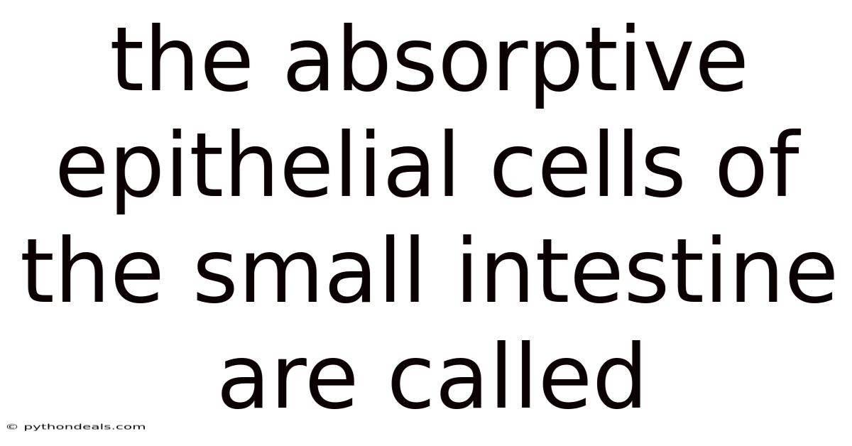 The Absorptive Epithelial Cells Of The Small Intestine Are Called