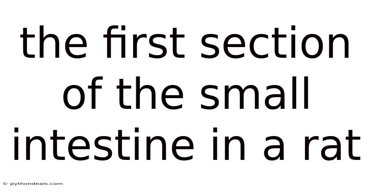 The First Section Of The Small Intestine In A Rat