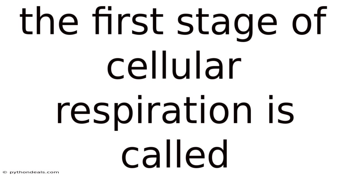 The First Stage Of Cellular Respiration Is Called