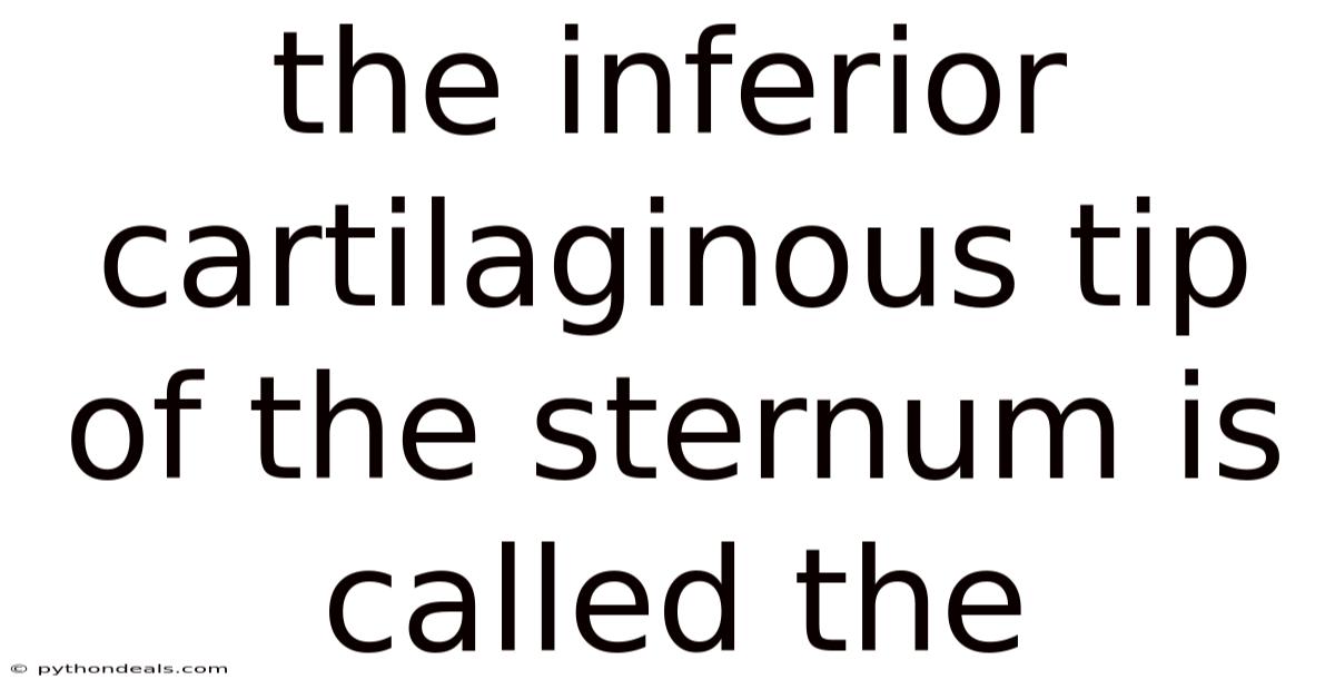 The Inferior Cartilaginous Tip Of The Sternum Is Called The