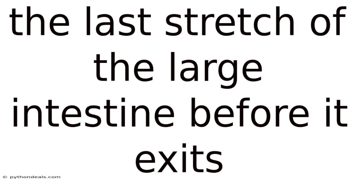 The Last Stretch Of The Large Intestine Before It Exits