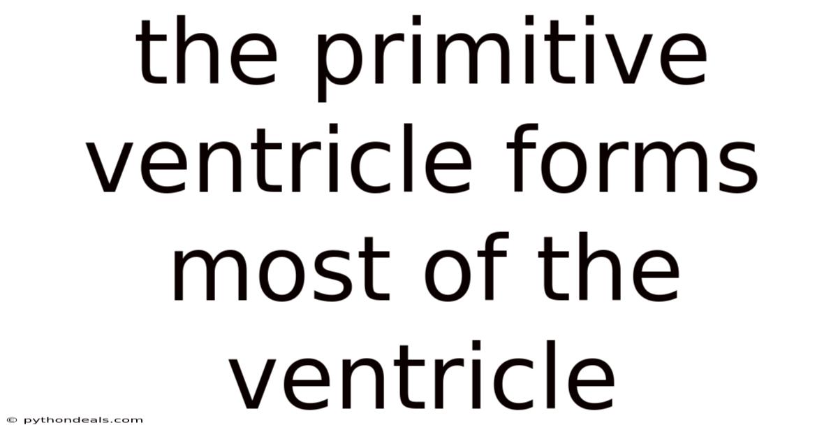 The Primitive Ventricle Forms Most Of The Ventricle