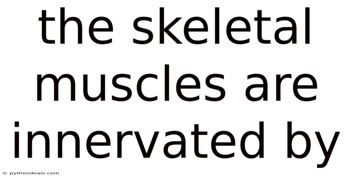 The Skeletal Muscles Are Innervated By