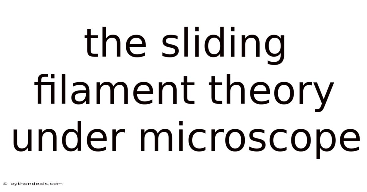 The Sliding Filament Theory Under Microscope
