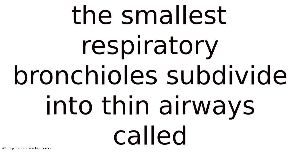 The Smallest Respiratory Bronchioles Subdivide Into Thin Airways Called