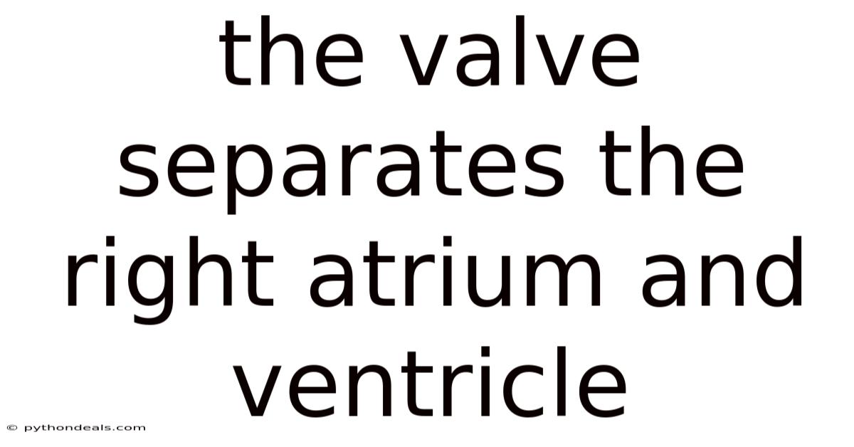 The Valve Separates The Right Atrium And Ventricle