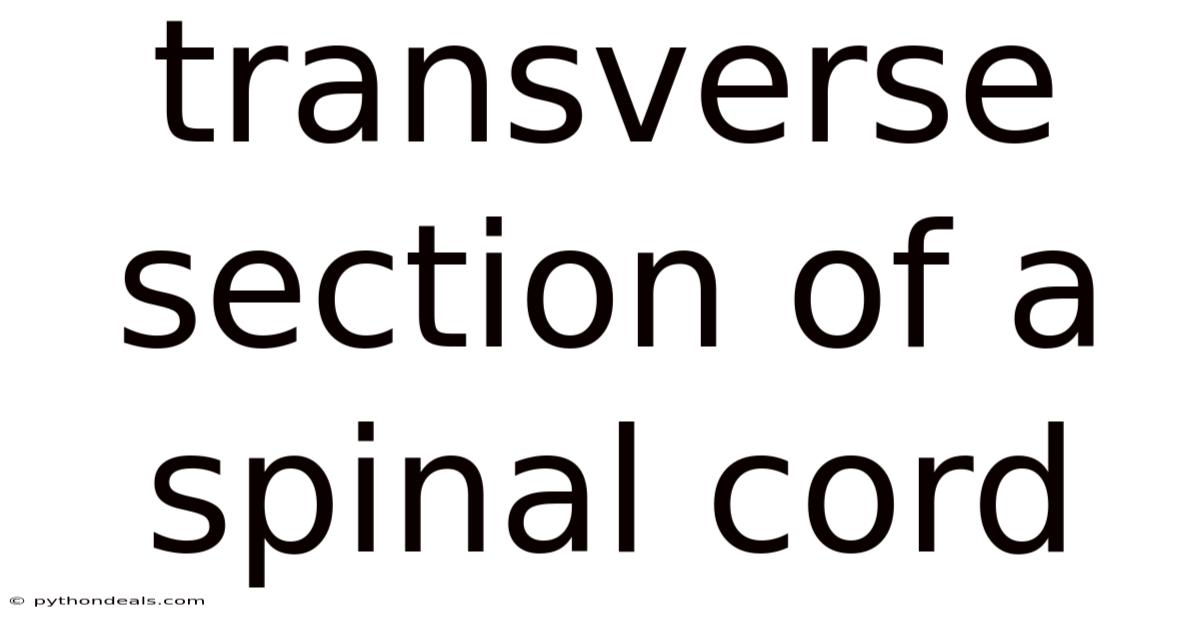 Transverse Section Of A Spinal Cord