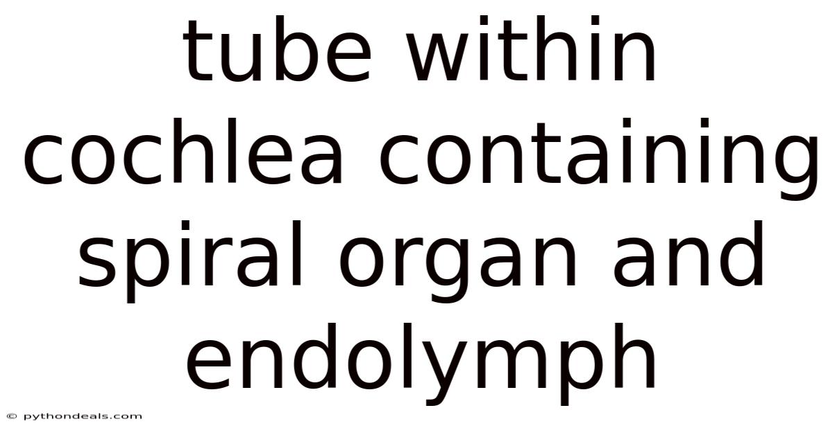 Tube Within Cochlea Containing Spiral Organ And Endolymph