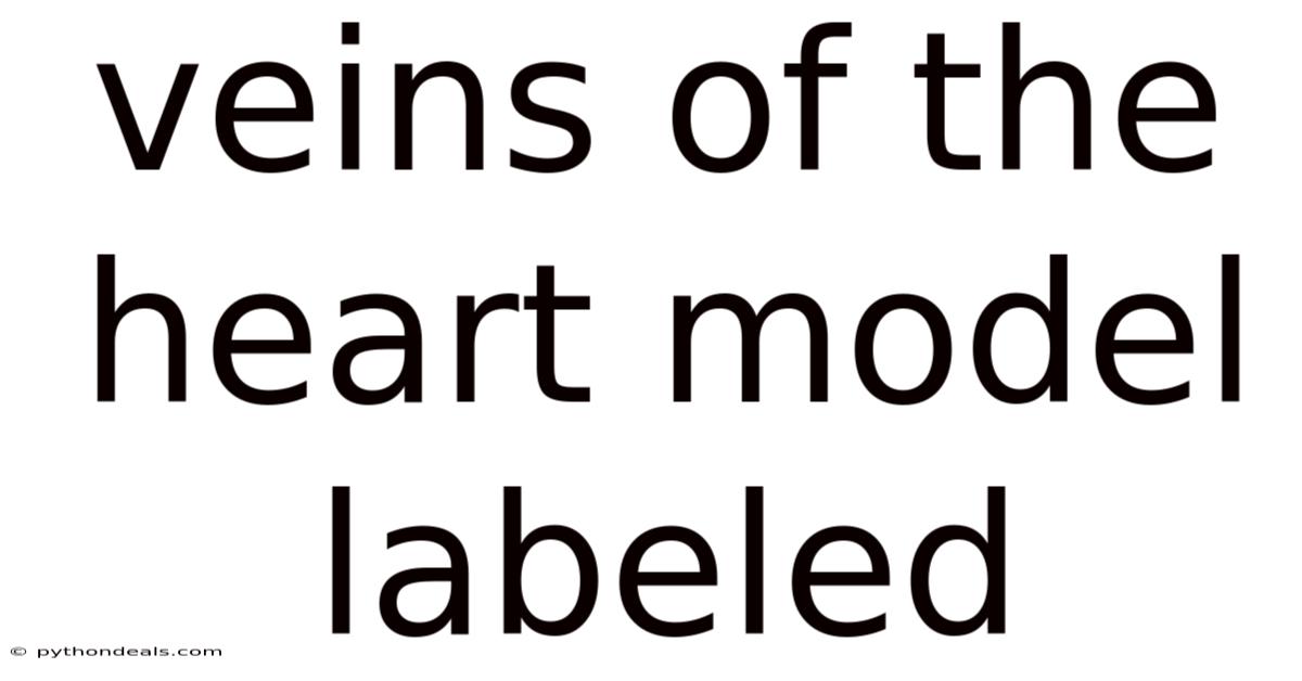 Veins Of The Heart Model Labeled