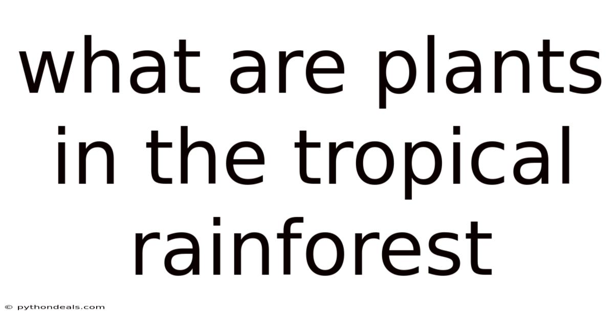 What Are Plants In The Tropical Rainforest